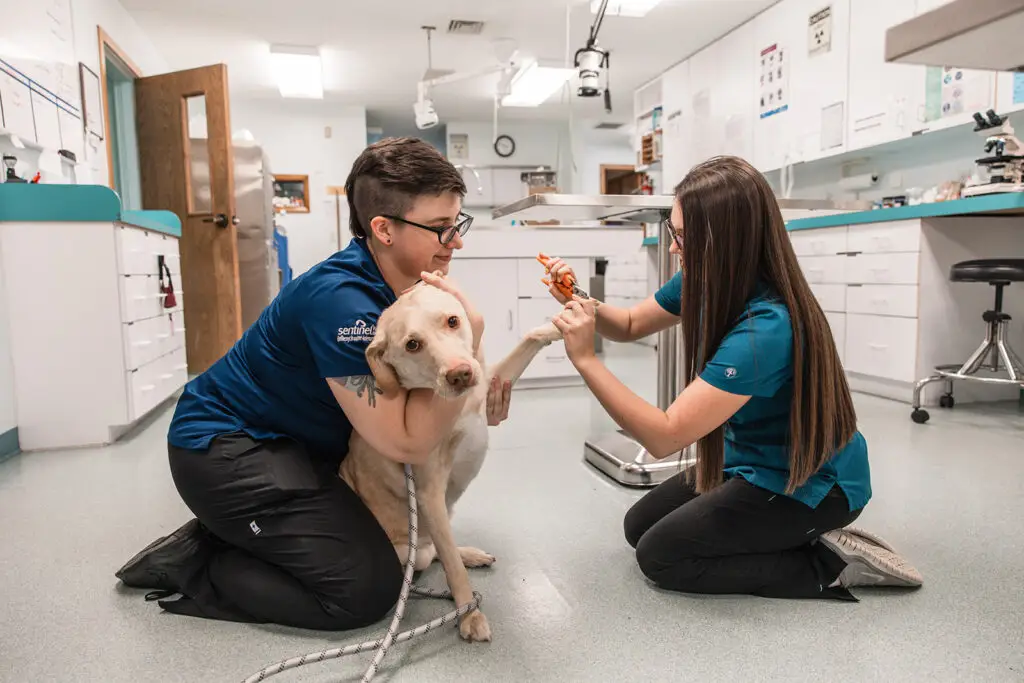 Veterinary technicians trimming a dog’s nails during a routine care visit at Community Animal Hospital in Easton, MD.