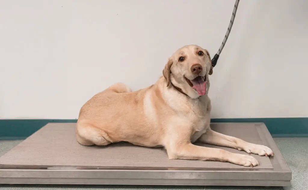 Friendly dog resting on a scale during a wellness visit at Community Animal Hospital in Easton, MD.