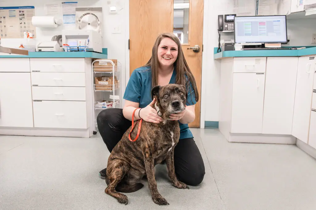Veterinary technician kneeling with a brindle dog inside an exam room at Community Animal Hospital in Easton, Maryland.